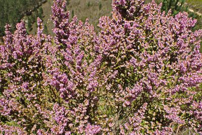 Erica uberiflora, photographed by Di Turner