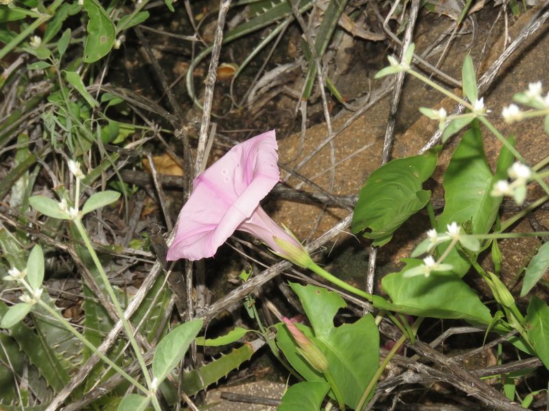 Ipomoea incarnata, photographed by Manuel Roncal