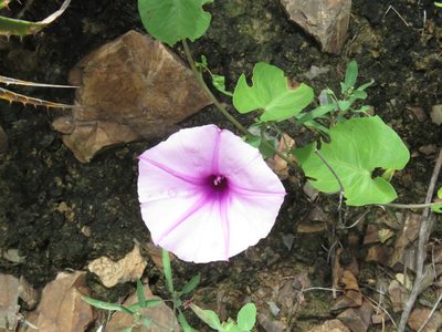 Ipomoea incarnata, photographed by Manuel Roncal