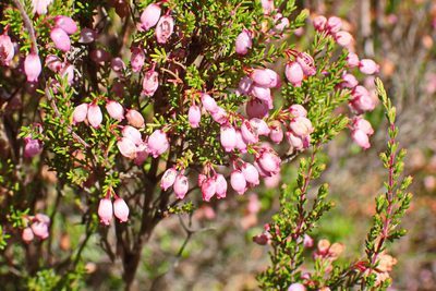 Erica gracilis, photographed by Di Turner