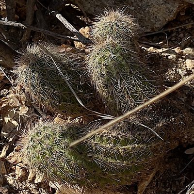 Echinocereus sciurus, photographed by Bill Levine