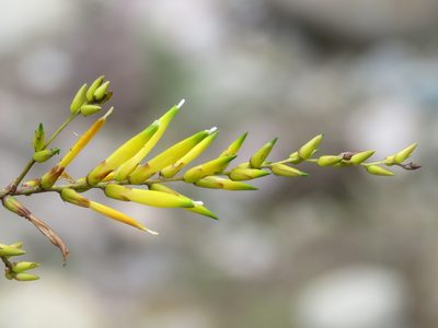 Deuterocohnia longipetala, photographed by Manuel Roncal