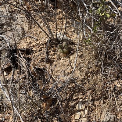 Echinocereus sciurus, photographed by Bill Levine
