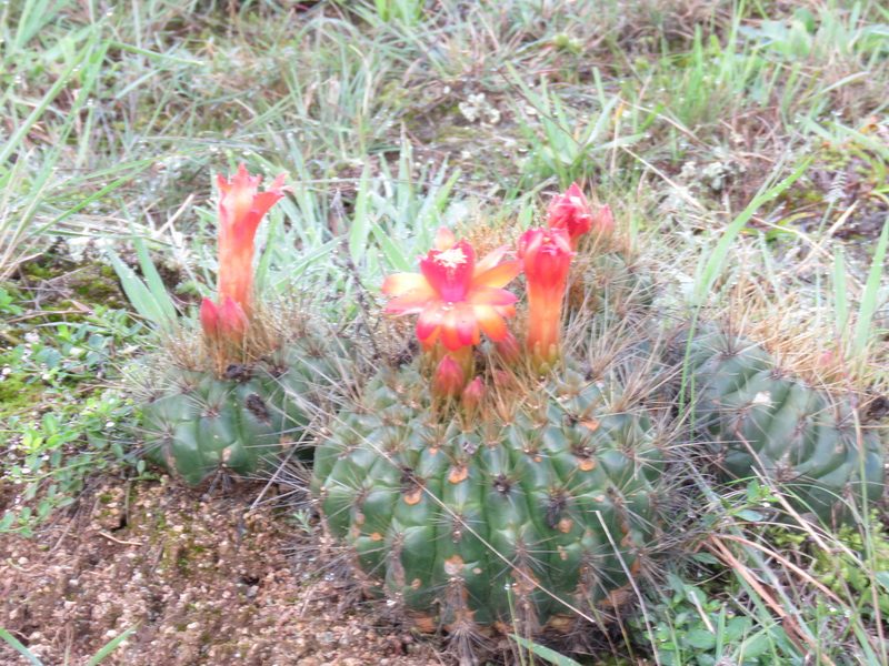 Matucana aurantiaca, photographed by Manuel Roncal