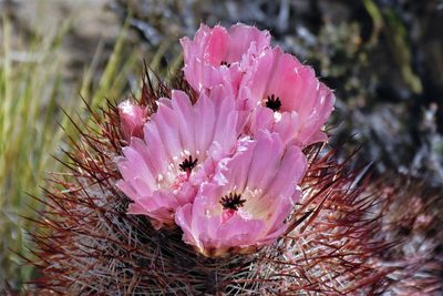 Austrocactus bertinii, photographed by Hugo Hulsberg