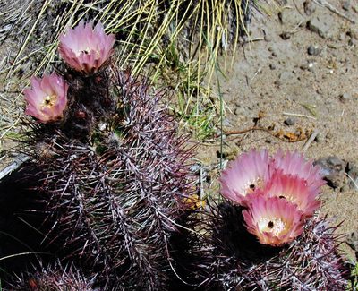 Austrocactus bertinii, photographed by Hugo Hulsberg
