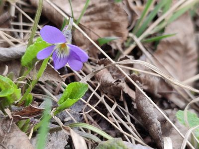 Viola alba, photographed by Иван Ковтун Ivan Kovtun