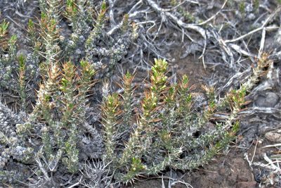 Nassauvia axillaris, photographed by Hugo Hulsberg