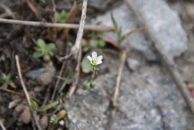 Holosteum umbellatum, photographed by Иван Ковтун Ivan Kovtun