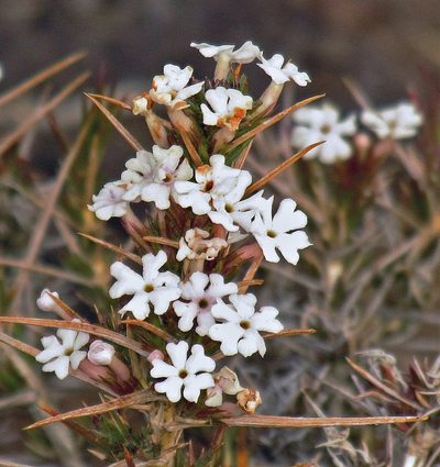 Junellia toninii, photographed by Hugo Hulsberg