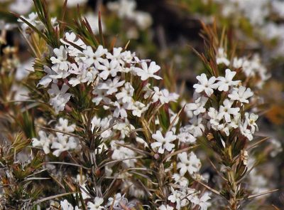 Junellia toninii, photographed by Hugo Hulsberg