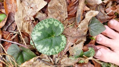 Cyclamen purpurascens, photographed by Tristan Haab