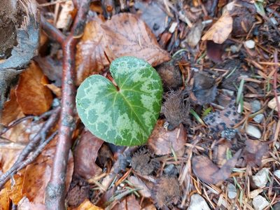 Cyclamen purpurascens, photographed by Tristan Haab