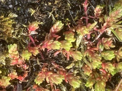 Crassula tillaea, photographed by Andre Hosper