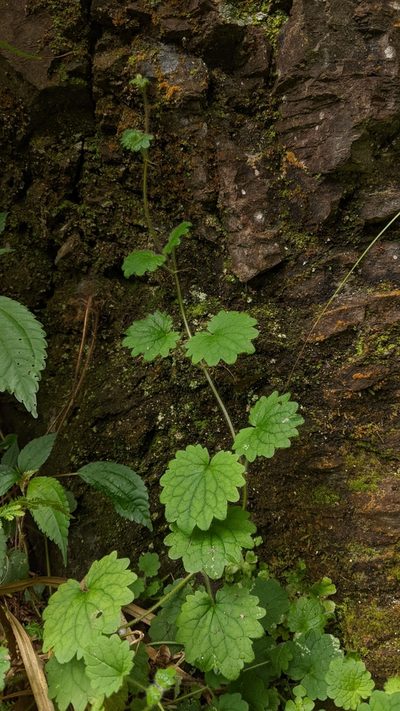Suzukia shikikunensis, photographed by Cheng-Te Hsu