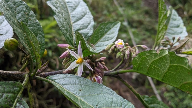 Solanum peikuoense, photographed by Cheng-Te Hsu