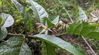 Solanum peikuoense, photographed by Cheng-Te Hsu