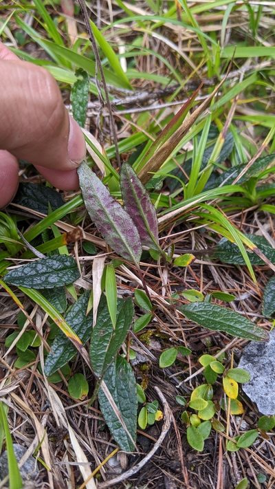 Ixeridium calcicola, photographed by Cheng-Te Hsu