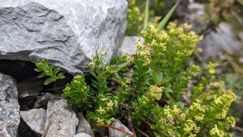 Galium tarokoense, photographed by Cheng-Te Hsu