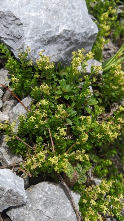Galium tarokoense, photographed by Cheng-Te Hsu