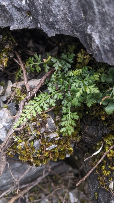 Asplenium sarelii, photographed by Cheng-Te Hsu