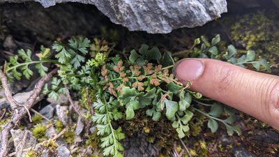 Asplenium sarelii, photographed by Cheng-Te Hsu