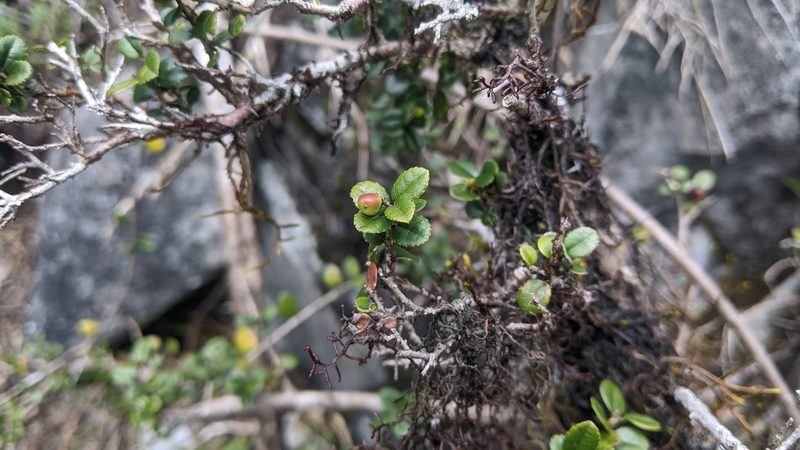 Sageretia thea, photographed by Cheng-Te Hsu
