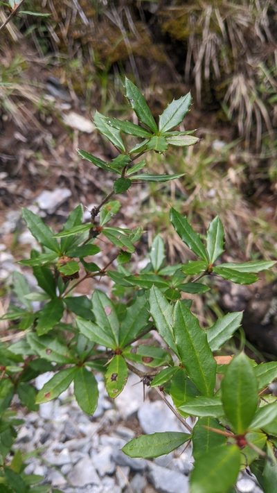Berberis tarokoensis, photographed by Cheng-Te Hsu