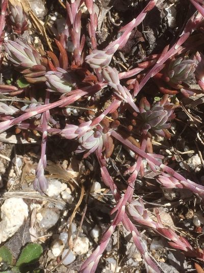 Petrosedum pruinatum, photographed by Andre Hosper