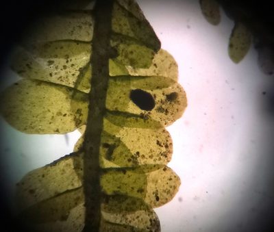Alleniella besseri, photographed by Zoltán Nagy