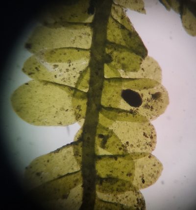 Alleniella besseri, photographed by Zoltán Nagy