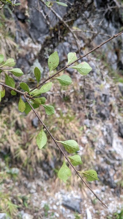 Rhamnus parvifolia, photographed by Cheng-Te Hsu