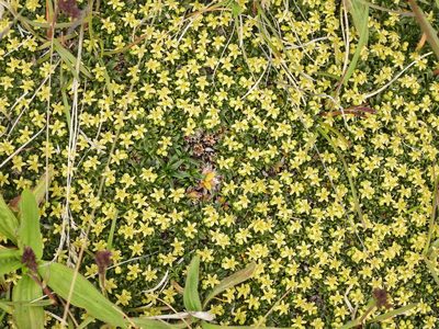 Azorella monantha, photographed by Mike Slater