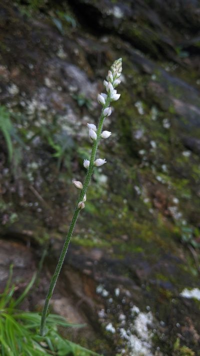 Aletris spicata, photographed by Cheng-Te Hsu