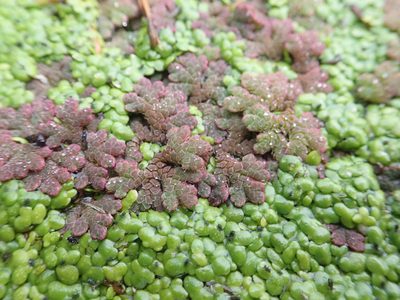 Azolla rubra, photographed by Arnim Littek