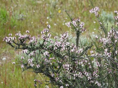 Mulguraea tridens, photographed by Mike Slater