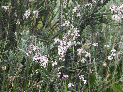 Mulguraea tridens, photographed by Mike Slater