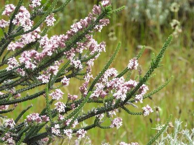 Mulguraea tridens, photographed by Mike Slater