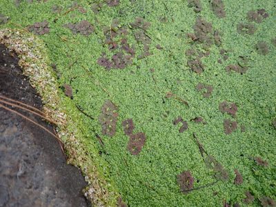 Lemna disperma, photographed by Arnim Littek