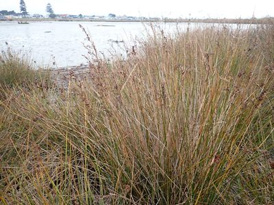Juncus kraussii, photographed by Arnim Littek