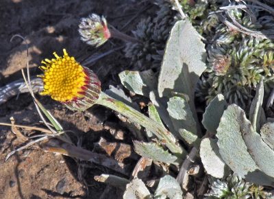 Senecio gilliesii, photographed by Hugo Hulsberg