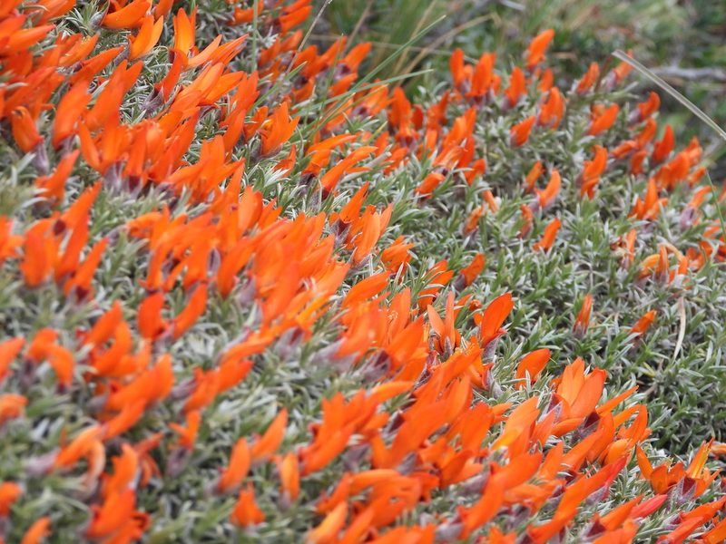 Anarthrophyllum desideratum, photographed by Mike Slater