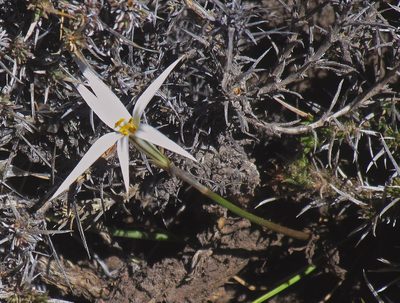 Tristagma patagonicum, photographed by Hugo Hulsberg