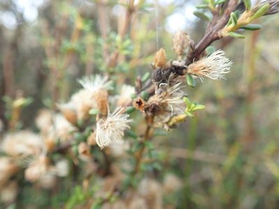 Olearia solandri, photographed by Arnim Littek