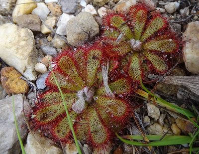 Drosera aliciae, photographed by Shaun Swanepoel