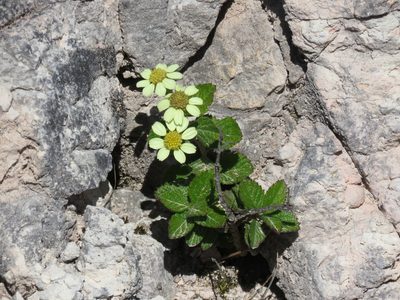 Schizotrichia jelskii, photographed by Manuel Roncal
