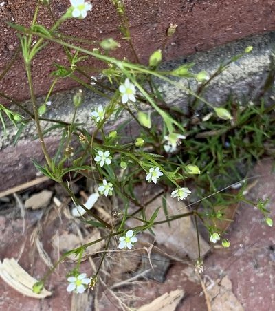 Sagina decumbens, photographed by Ashwin Srinivasan