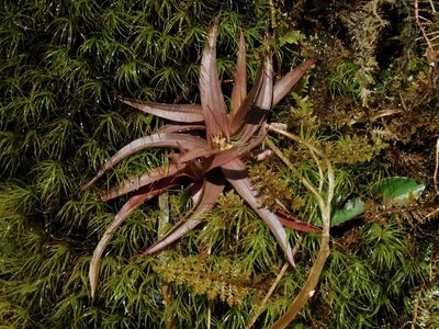 Luzula echinata, photographed by Michael J. Papay