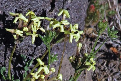 Verbena araucana, photographed by Hugo Hulsberg