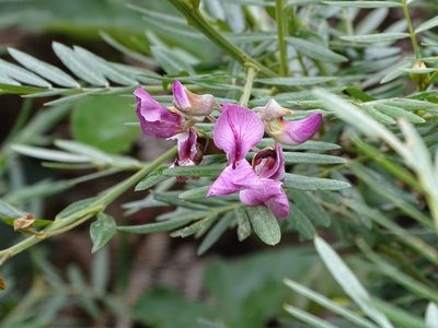 Virgilia divaricata, photographed by Shaun Swanepoel